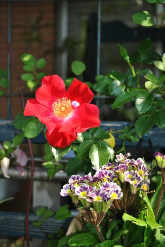 バラの開花始まる その3_f0274138_08292301.jpg