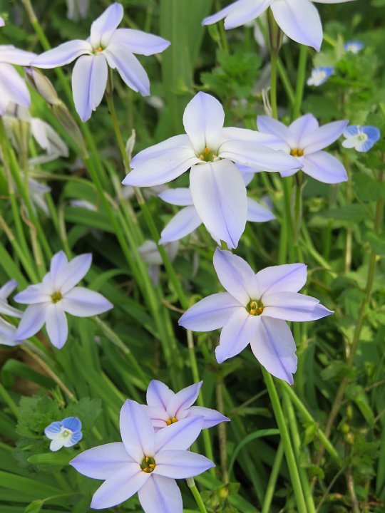 2020年5月2日　ハナニラの花　 !(^^)!_b0341140_13143779.jpg