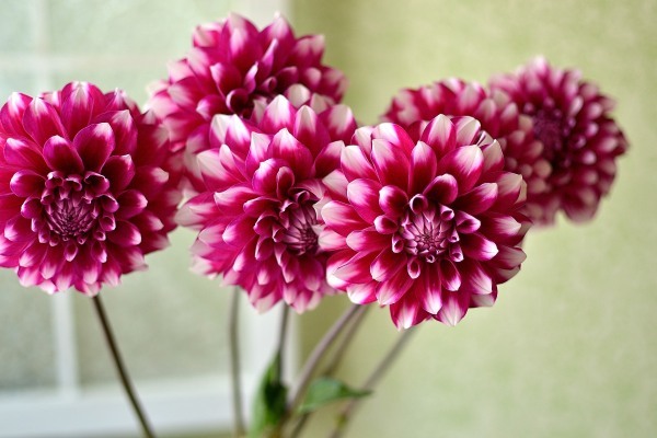 ダリア 紫星 を使った母の日のフラワーアレンジメント 花色 あなたの好きなお花屋さんになりたい
