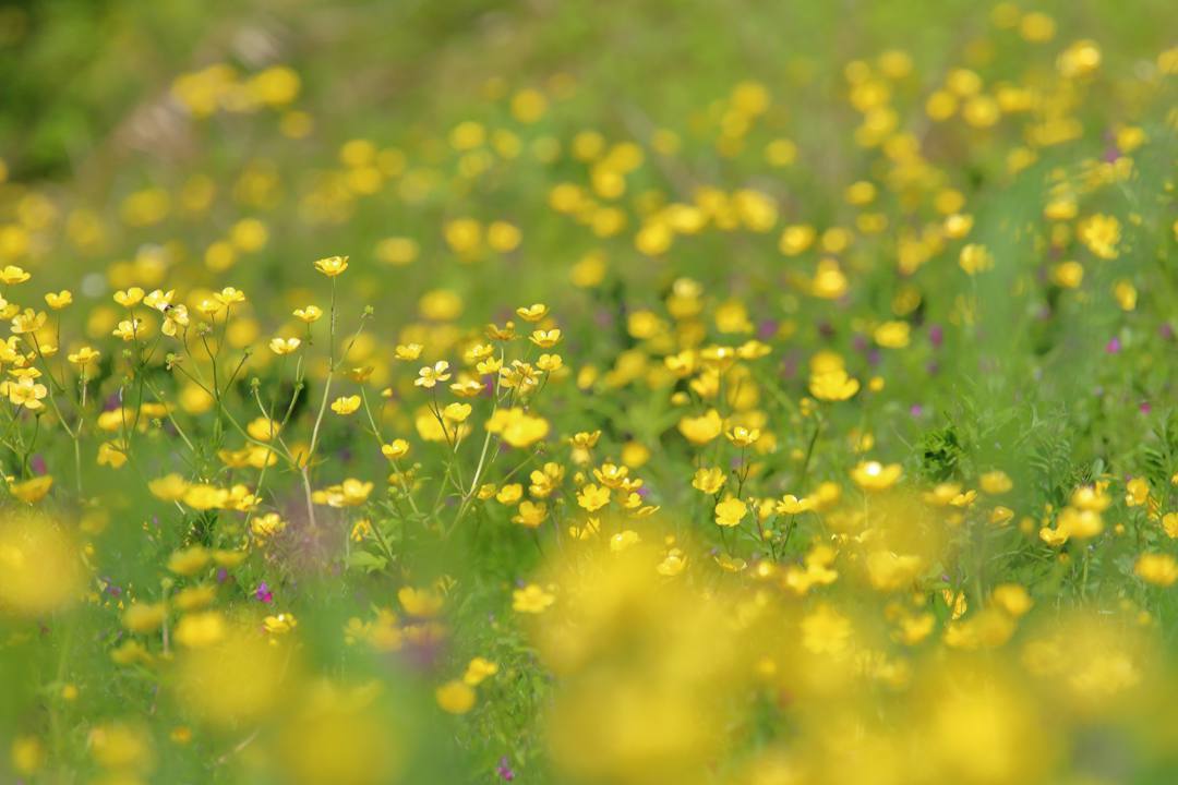 キンポウゲ_e0403850_21074561.jpg