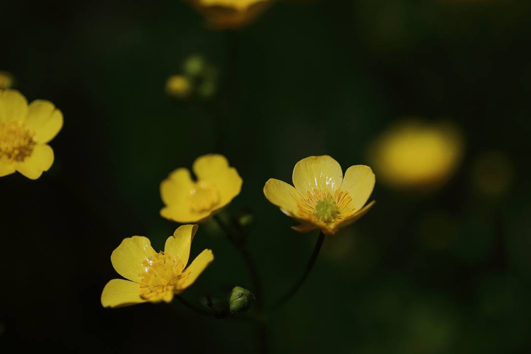 キンポウゲ_e0403850_21075520.jpg