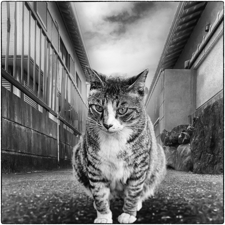 クソコラ 1 モノクロ写真をアップする クソコラ 1 モノクロ写真をアップする