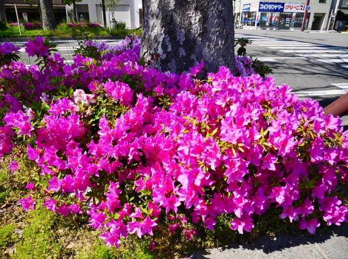 　　美しい新緑とつつじのけやき大通り　　２０２０-０５-０６　００：００ 　　_b0093754_22251182.jpg