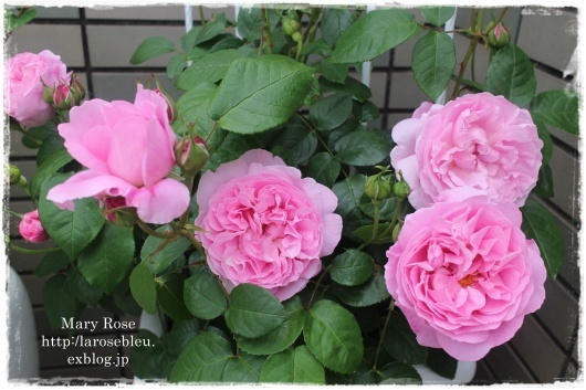 次の日の メアリーローズ La Rose 薔薇の庭