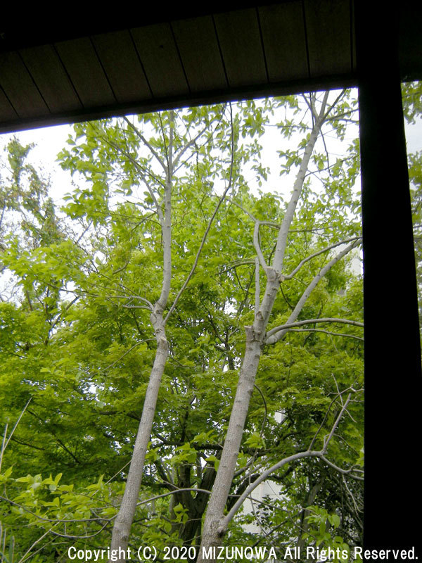 いま萌え_d0255366_15300201.jpg