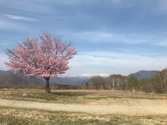 桜_c0155576_09413989.jpg