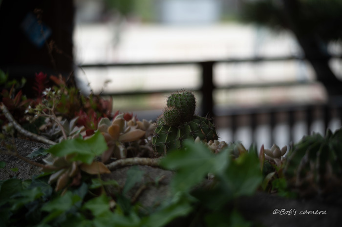 アンジェニューズーム 45-90mm f2.8 : BobのCamera アンジェニューズーム 45-90mm f2.8 : BobのCamera