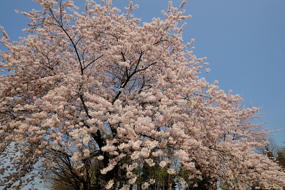 桜五月散歩道_e0051186_10415972.jpg