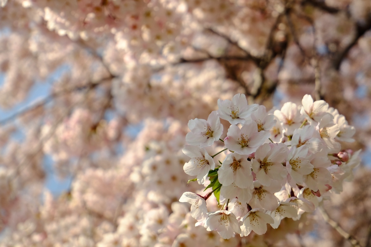 桜五月散歩道_e0051186_10421002.jpg