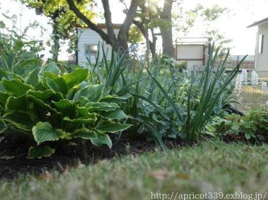 晩春の庭しごと 植栽スペースの変化とようやく芽吹いた宿根草_c0293787_15475868.jpg