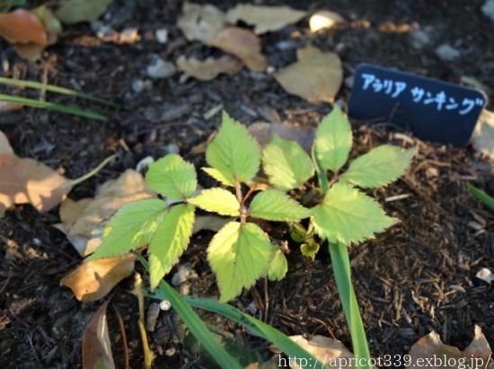 晩春の庭しごと 植栽スペースの変化とようやく芽吹いた宿根草_c0293787_15482657.jpg