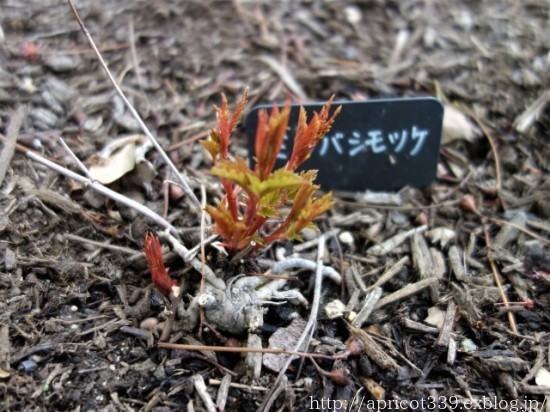 晩春の庭しごと 植栽スペースの変化とようやく芽吹いた宿根草_c0293787_15484331.jpg