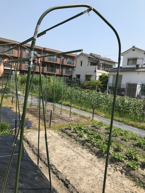 トマトハウス完成_f0204295_16261871.jpg
