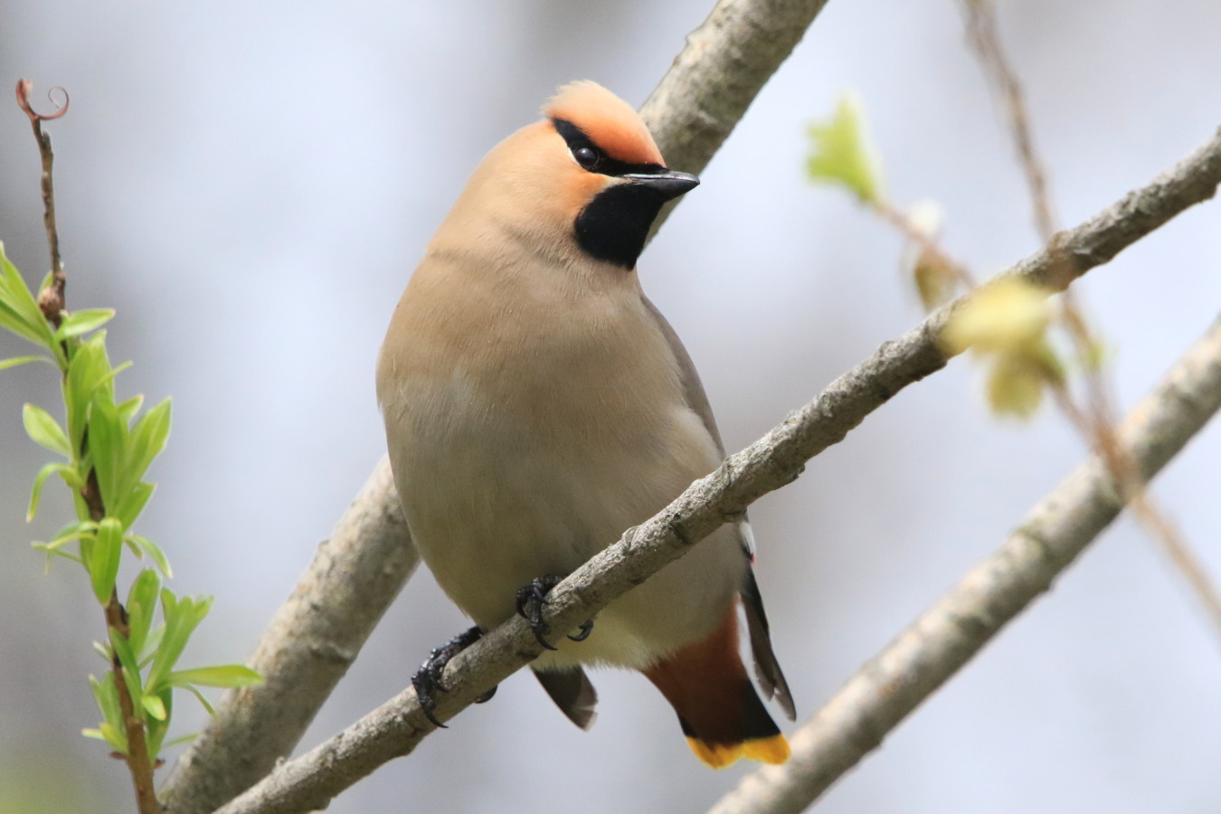 今時期にキレンジャクとは 今日の鳥さん