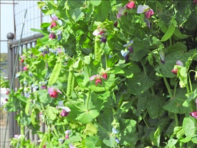 Mary S Allotment Garden Mary S Allotment Garden