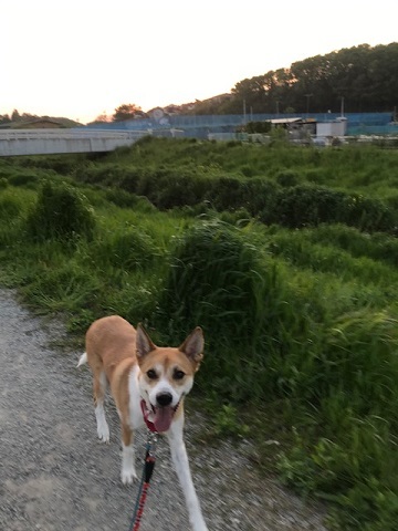 散歩はちょっと時間を遅らせて_f0242002_17133834.jpg