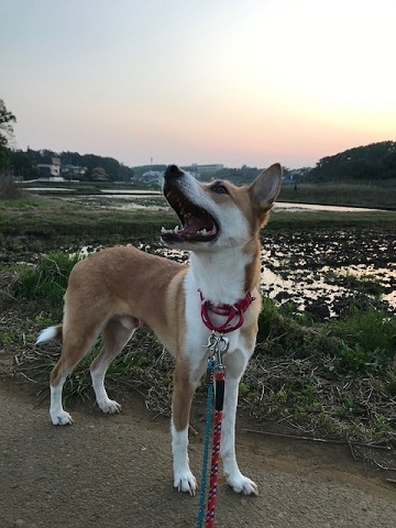 散歩はちょっと時間を遅らせて_f0242002_17273849.jpg