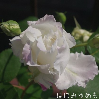 ル ブラン Le Blanc はにみゅめも ル ブラン Le Blanc はにみゅめも