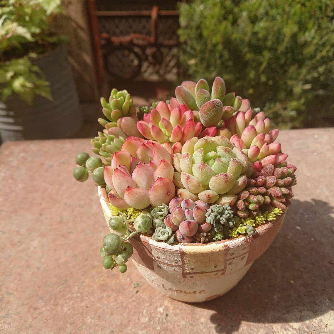 多肉植物の寄せ植えをいろいろな角度から見てみると Kurumisucculent S Blog くるみのたにく
