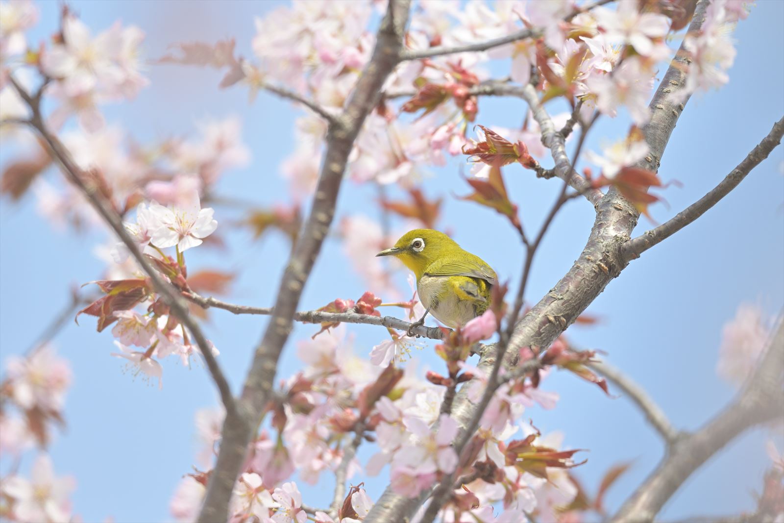 桜と目白 : やぁやぁ。