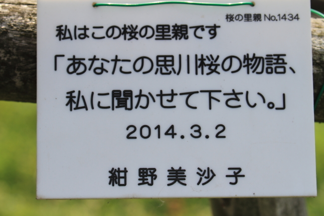 2020年さくら紀行24　栃木県小山市思川桜その３_f0229832_10143402.jpg