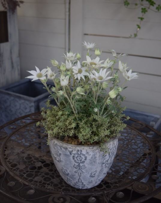 フランネルフラワーとタイムだけで寄せ植えを ヒバリのつぶやき