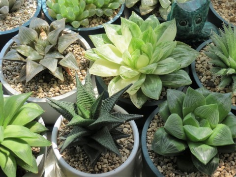多肉植物 ハオルチア 珍しい火鳳凰錦 完璧錦 新入荷 7cm鉢 www.ilogos.cl
