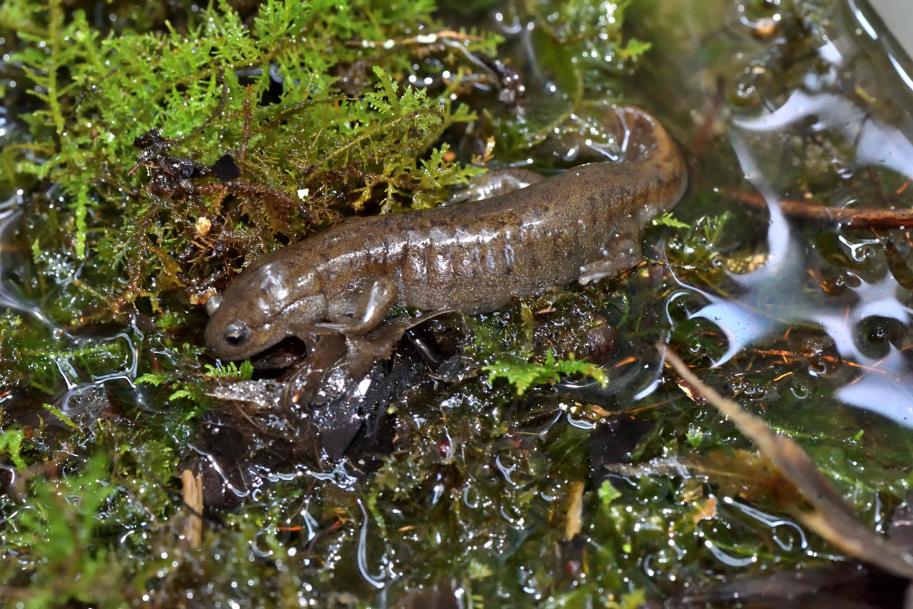 セトウチサンショウウオ 六甲山花紀行 セトウチサンショウウオ 六甲山花紀行