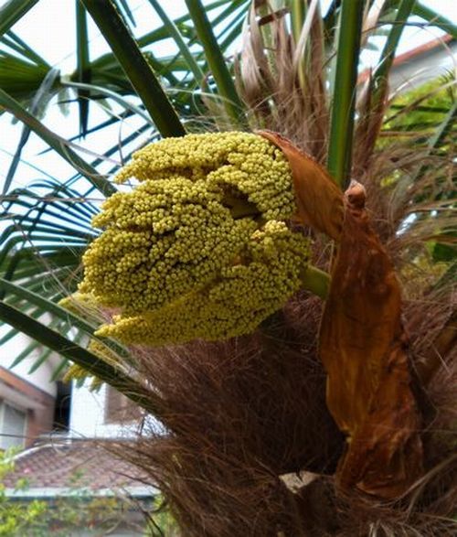 シュロの花 : 四季を感じるままに シュロの花 : 四季を感じるままに