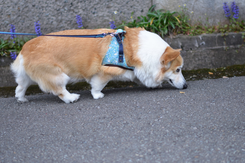 犬のお散歩_c0401956_14572614.jpg