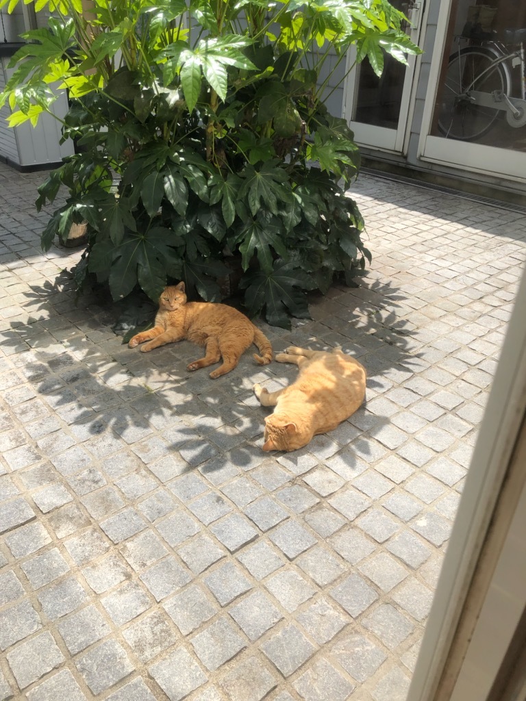 茶トラボーイたちの応援_c0228466_13024615.jpg