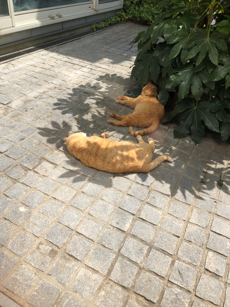 茶トラボーイたちの応援_c0228466_13025300.jpg
