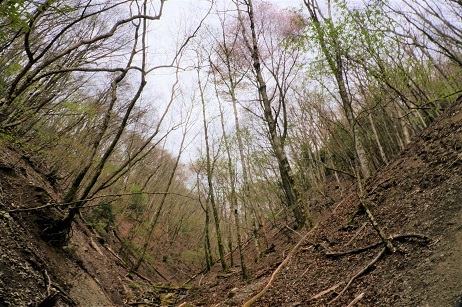 源流の谷に咲く桜　　高見山大峠～赤ゾレ山_c0303868_05535904.jpg