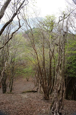 源流の谷に咲く桜　　高見山大峠～赤ゾレ山_c0303868_06005763.jpg