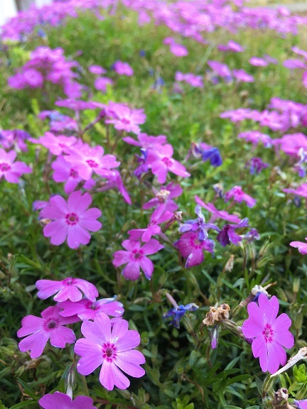 #TLを花でいっぱいにしよう 2_b0019674_19192064.jpg