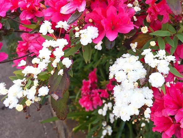 #TLを花でいっぱいにしよう 2_b0019674_19200661.jpg