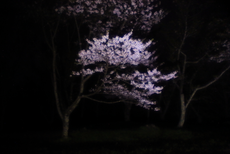 鍋倉山の桜、本丸跡のライトアップ_f0075075_22171397.jpg