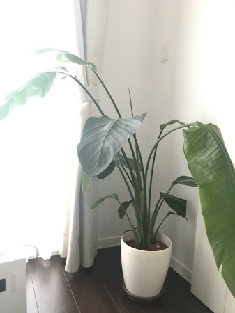 観葉植物オーガスタ 巨大化 Maronsroom2 観葉植物オーガスタ 巨大化 Maronsroom2