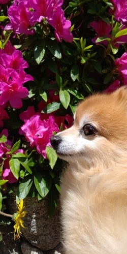 お花見_f0357682_11015754.jpg