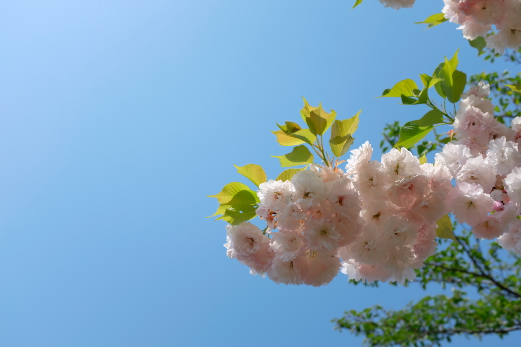 八重桜 日立神峰公園にて 常陸のt S Blog