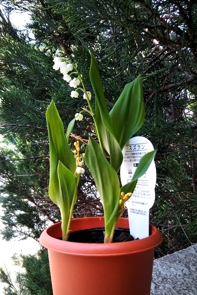 スズラン”の鉢 購入するもなんてこった！の巻 : 健気に育つ植物たち