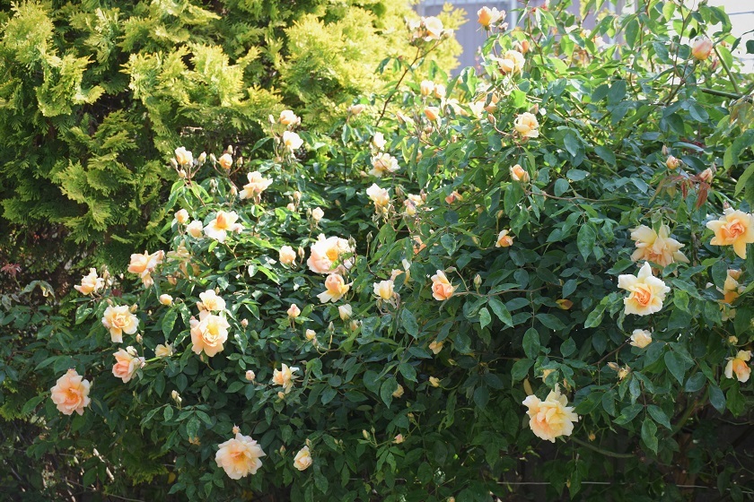 5月3日の庭のバラ 7日間ブックカバーチャレンジ バラとハーブのある暮らし Salon De Roses