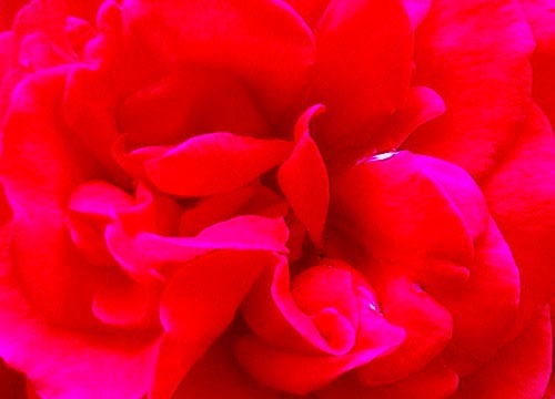 ●完璧の断片の薔薇_d0053294_00404364.jpg
