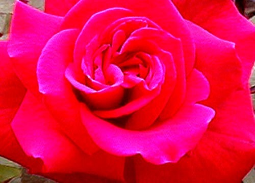 ●完璧の断片の薔薇_d0053294_00411631.jpg