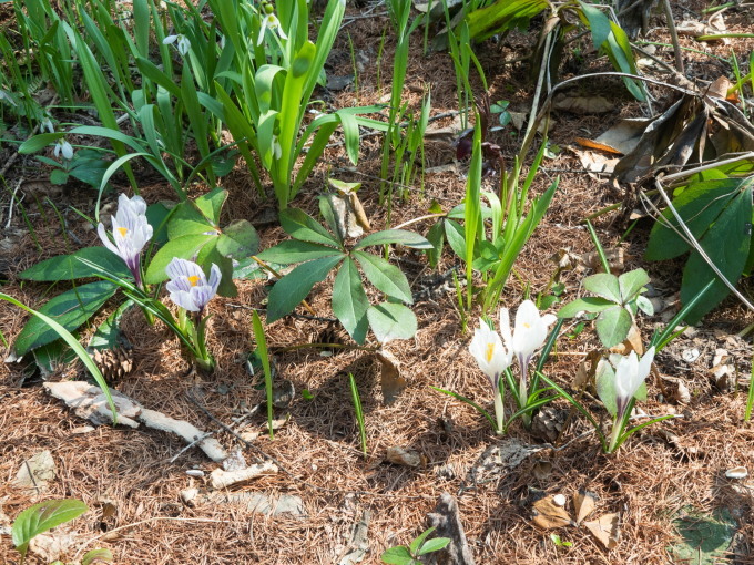 5月ですので例年通りカタクリの花も咲き始めましたが・・_f0276498_22071868.jpg
