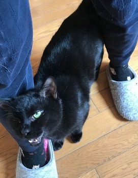 クロネコ楽々丸くんのご紹介です_f0242002_22052311.jpg