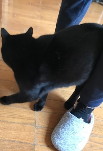 クロネコ楽々丸くんのご紹介です_f0242002_22053259.jpg