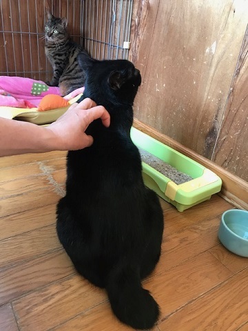 クロネコ楽々丸くんのご紹介です_f0242002_22083031.jpg