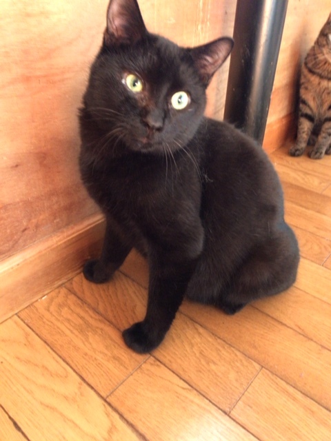 クロネコ楽々丸くんのご紹介です_f0242002_22133863.jpg