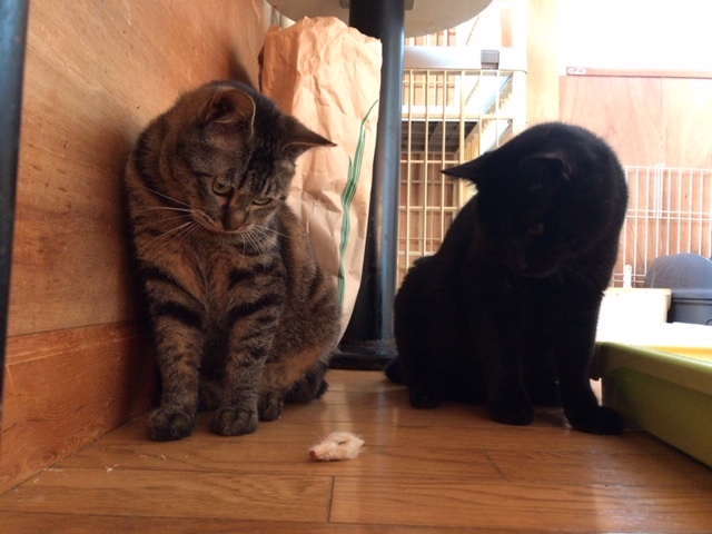 クロネコ楽々丸くんのご紹介です_f0242002_22193583.jpg